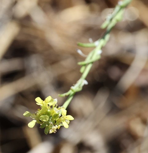 photo of Shortpod Mustard (Hirschfeldia incana)