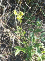 Drymocallis convallaria