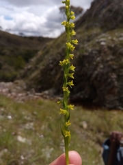 Benthamia cinnabarina