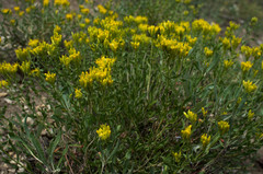 Chrysothamnus viscidiflorus latifolius