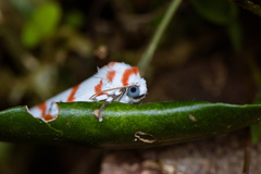 Cyana subalba