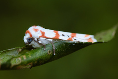 Cyana subalba