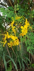 Caesalpinia pulcherrima flava