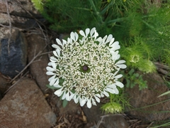 Artedia squamata