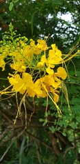 Caesalpinia pulcherrima flava