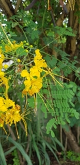 Caesalpinia pulcherrima flava