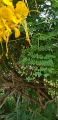 Caesalpinia pulcherrima flava
