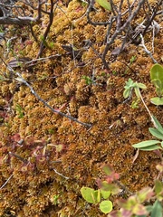 Sphagnum flavicomans
