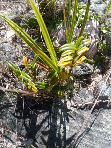 Angraecum coutrixii image