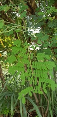 Caesalpinia pulcherrima flava
