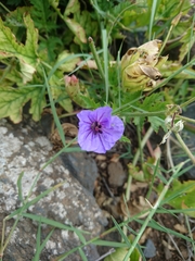 Erodium gruinum