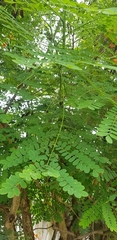 Caesalpinia pulcherrima flava