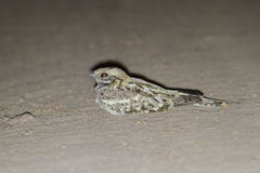 Caprimulgus climacurus