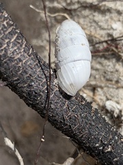 Cerion incanum