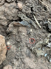 Pheidole crassicornis