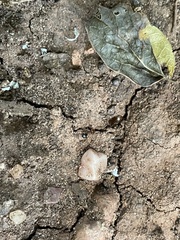 Pheidole crassicornis