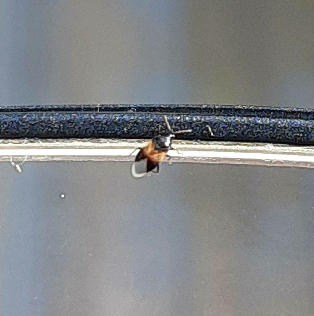 insidious flower bug from Estey's Bridge, NB E3G 6M7, Canada on July 31