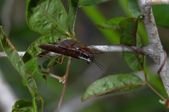 Mantoida maya