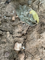 Pheidole crassicornis