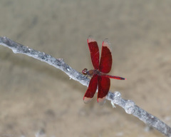 Neurothemis ramburii