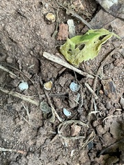 Pheidole crassicornis