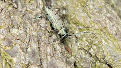 Saperda octopunctata