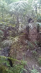 Carmichaelia australis