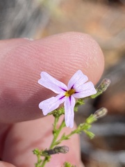 Jamesbrittenia aspalathoides