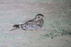 Caprimulgus vexillarius