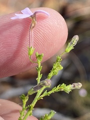 Jamesbrittenia aspalathoides