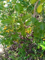 Psychotria isalensis