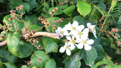 Rubus hochstetterorum