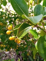 Psychotria isalensis