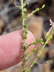 Jamesbrittenia aspalathoides