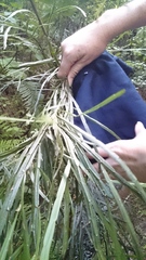 Carmichaelia australis