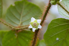 Rubus wallichianus