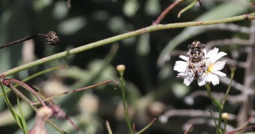 photo of Yellow-spotted Bromeliad Fly (Copestylum avidum)