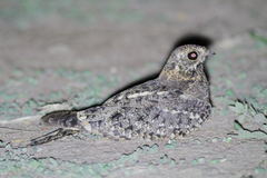 Caprimulgus vexillarius