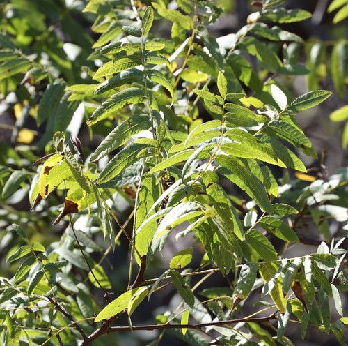 photo of Southern California Walnut (Juglans californica)