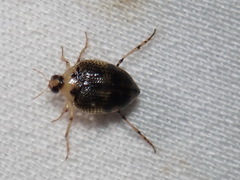 Peltodytes edentulus