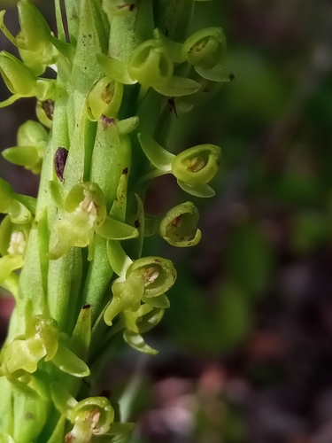Benthamia