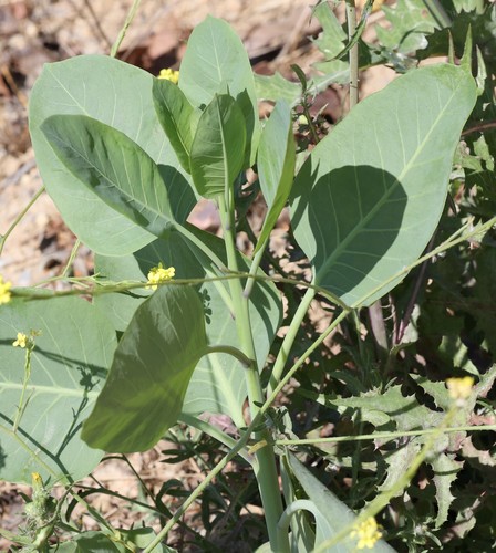 photo of Tree Tobacco (Nicotiana glauca)