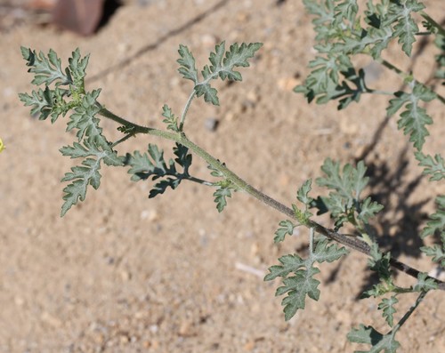 photo of Flatspine Bursage (Ambrosia acanthicarpa)