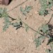 photo of Flatspine Bursage (Ambrosia acanthicarpa)