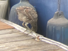 Nycticorax nycticorax