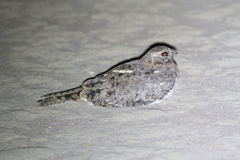 Caprimulgus vexillarius