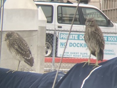 Nycticorax nycticorax