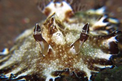 Discodoris boholiensis