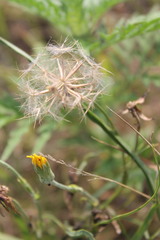 Tragopogon dasyrhynchus