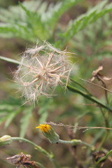 Tragopogon dasyrhynchus